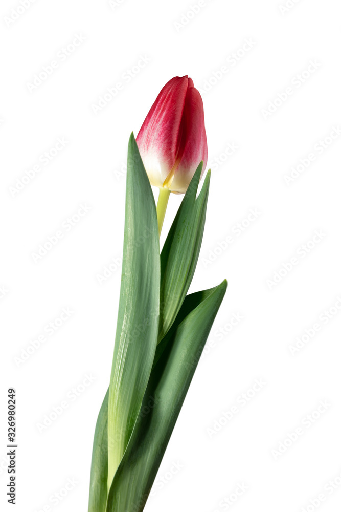 Red. Close up of beautiful fresh tulip isolated on white background. Copyspace for your ad. Organic, flower, spring mood, tender and deep colors of petals and leaves. Magnificent and glorious. Red. Close up of beautiful fresh tulip isolated on white background. Copyspace for your ad. Organic, flower, spring mood, tender and deep colors of petals and leaves. Magnificent and glorious.