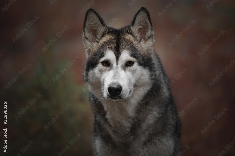 Alaskan Malamute dog portrait