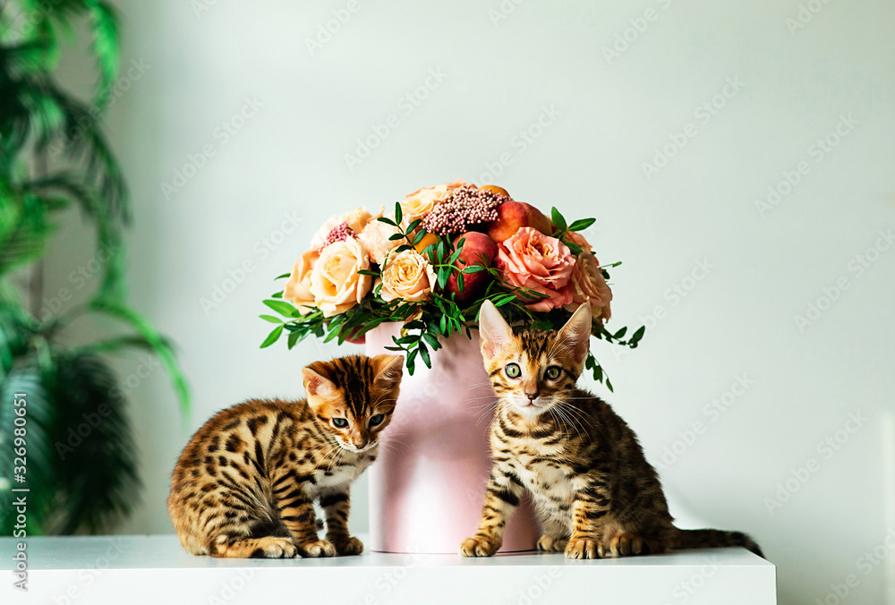 Obraz premium Bengal kittens sitting on white table in interiour