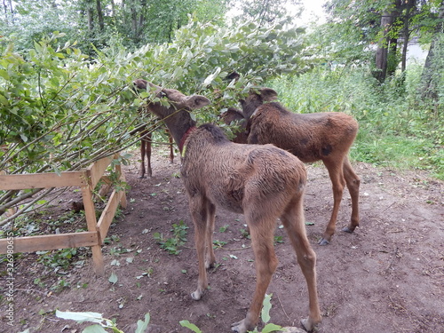 Fototapeta Naklejka Na Ścianę i Meble -  Лоси