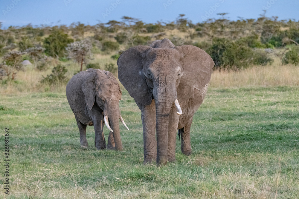 Fototapeta premium Mother African elephant with one tusk missing with her calf in the Masai Mara