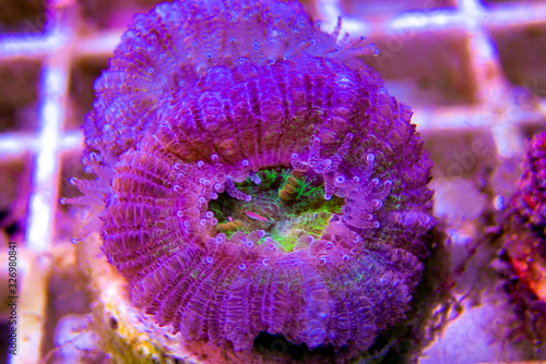 Acanthastrea Lordhowensis Coral, Double Color - (Micromussa lordhowensis)  photo