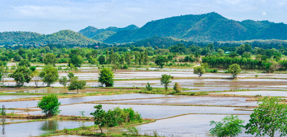 Scenery of flooded rice paddies. Agronomic methods of growing rice  with water in which rice sown in Thailand.