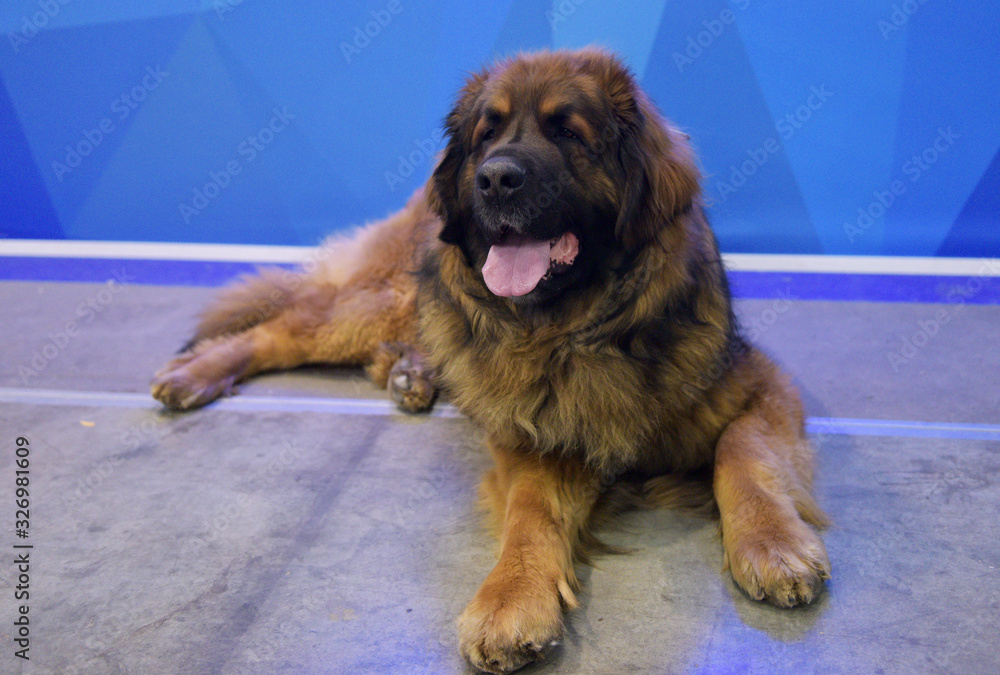 Obraz premium leonberger lying on the floor