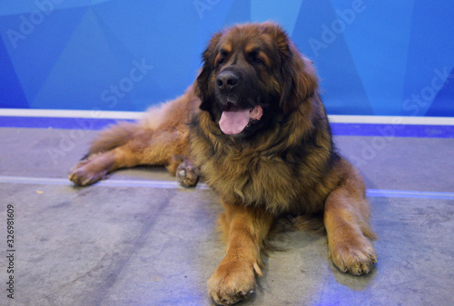 leonberger lying on the floor