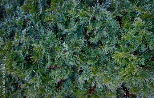 Тexture of tree bark, green leaves, granite stones for background and creativity