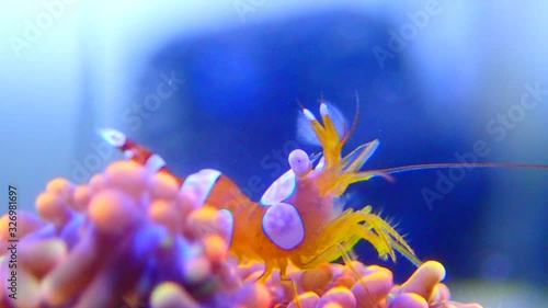 Video of Sexy shrimp - Thor amboinensis