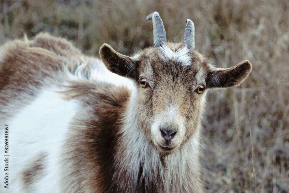 Curious brown-white bohemian goat in nature Curious brown-white bohemian goat in nature