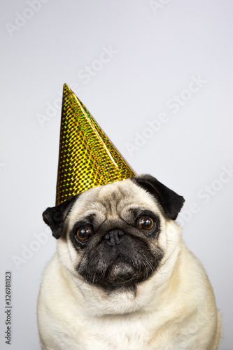 Pug dog wearing party hat on white background with copy space. Party animal, birthday, celebration concept idea