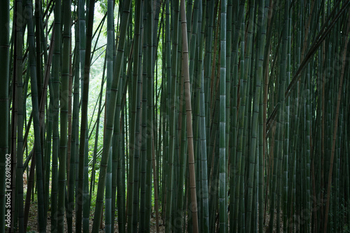 Bamboo green forest in the center of Coimbra