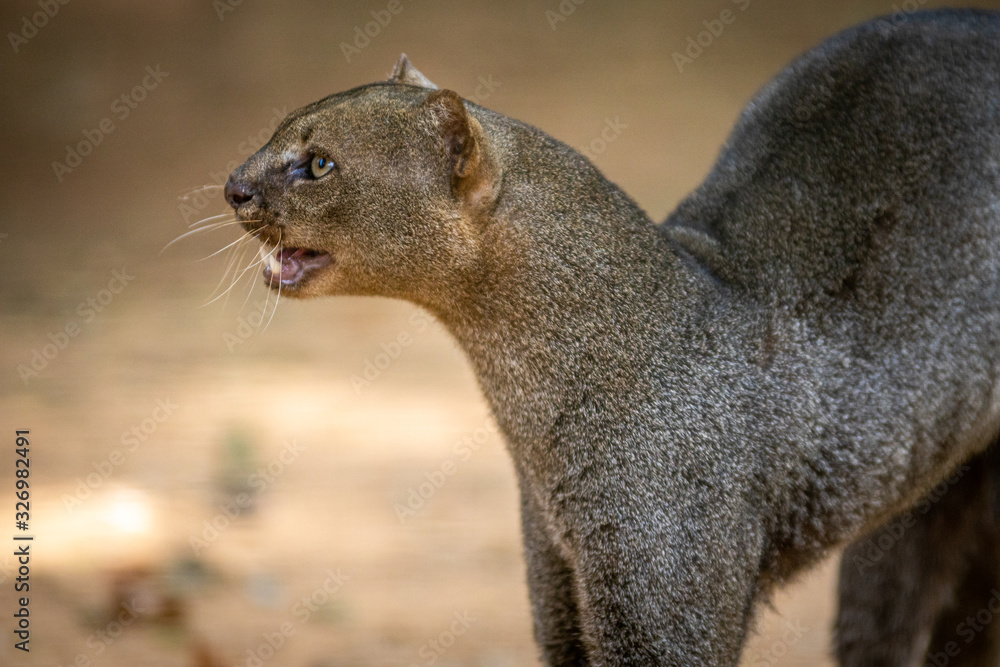 Fototapeta premium Jaguarundi / Gato Mourisco (Herpailurus yagouaroundi)