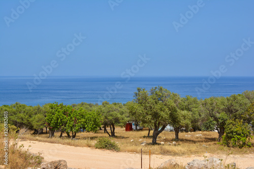 garden with carob trees  surrounded by a sandy road and blue sea surface  on a cloudless clear day