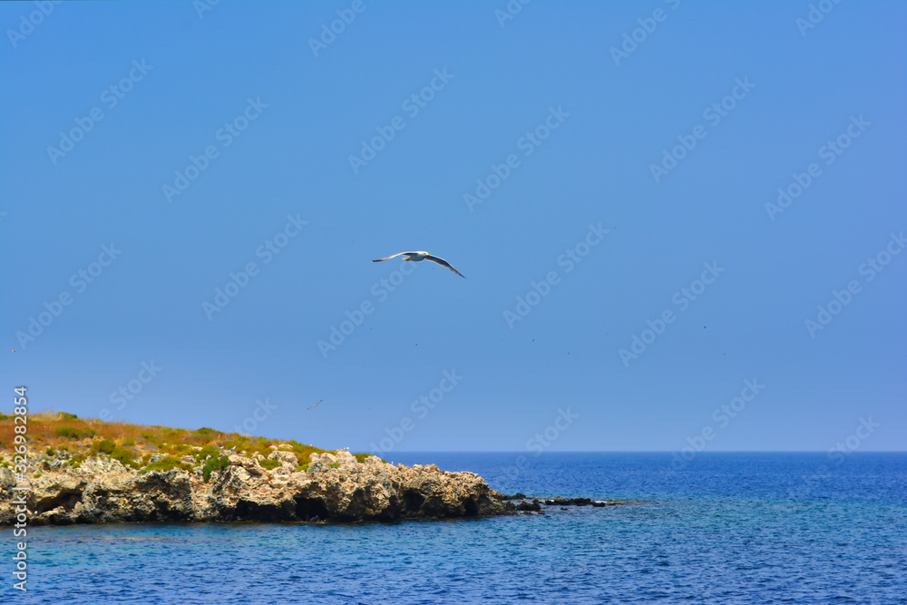 Seagull hovering over a blue sea surface and a rocky island covered with greenery, against a blue cloudless sky