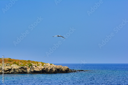 Seagull hovering over a blue sea surface and a rocky island covered with greenery  against a blue cloudless sky