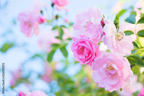 Bush of pink roses in the garden