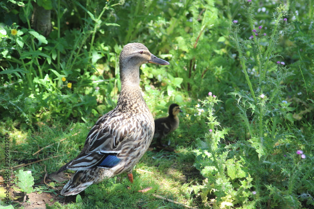 Mallard Mother & Chick Mallard Mother & Chick