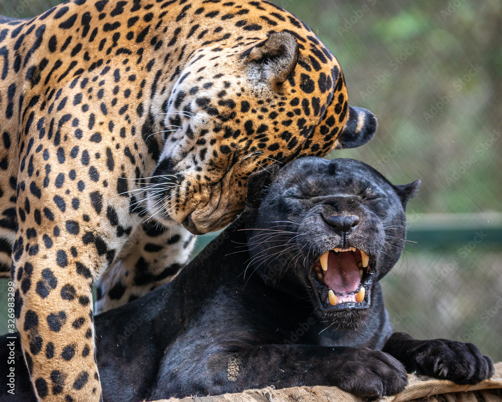 Fototapeta premium Black Jaguar / Onça Preta / Black Panther / Pantera Negra (Panthera onca)