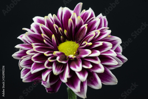 purple chrysanthemum flower