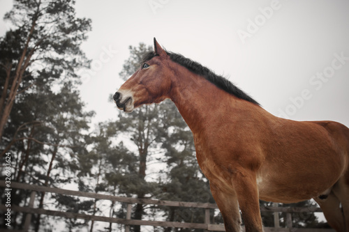 Portrait of bay horse