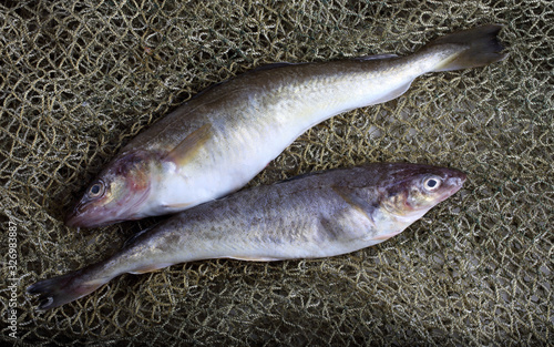 Saffron cod on net