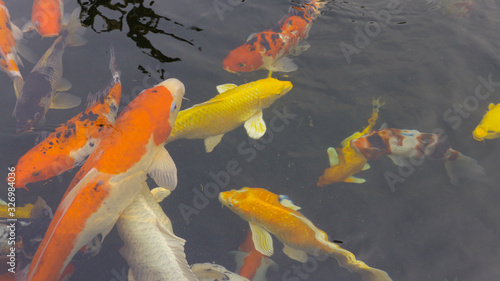 Many colorful koi fish play in the pool and wait for the party. The concept of fighting for food Decorative fish for the park area