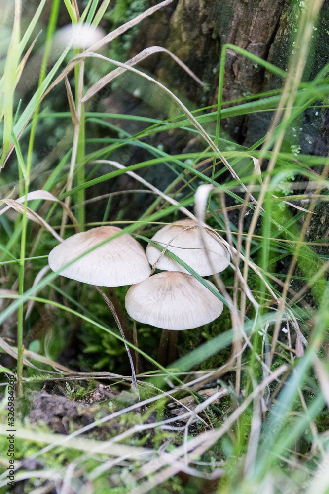 mushroom in the grass mushroom in the grass