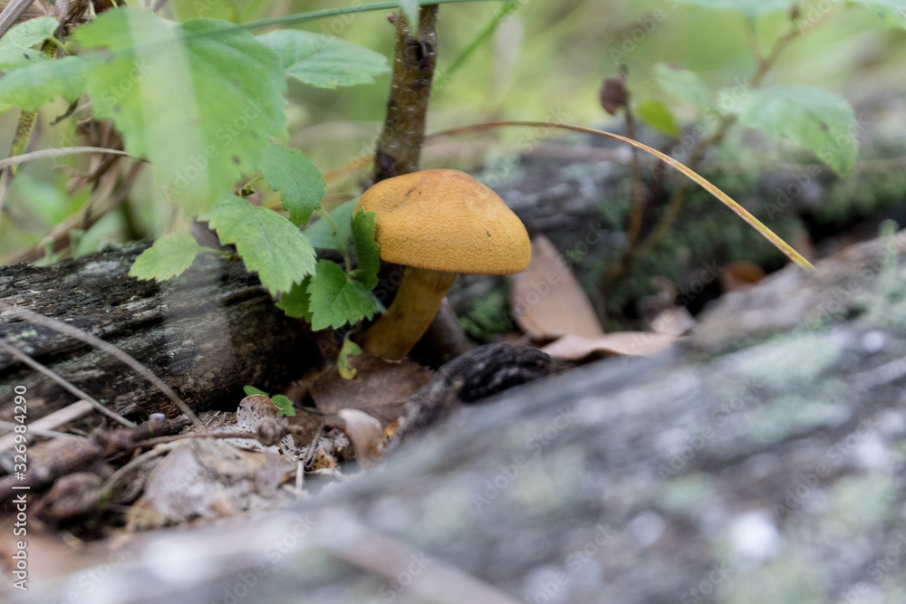 mushroom in the forest mushroom in the forest