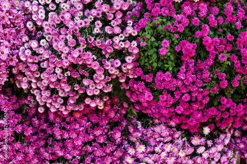 Fototapeta Naklejka Na Ścianę i Meble -  Purple and pink chrysanthemums flowers.