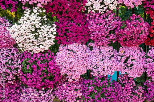 Colorful chrysanthemums flowers.