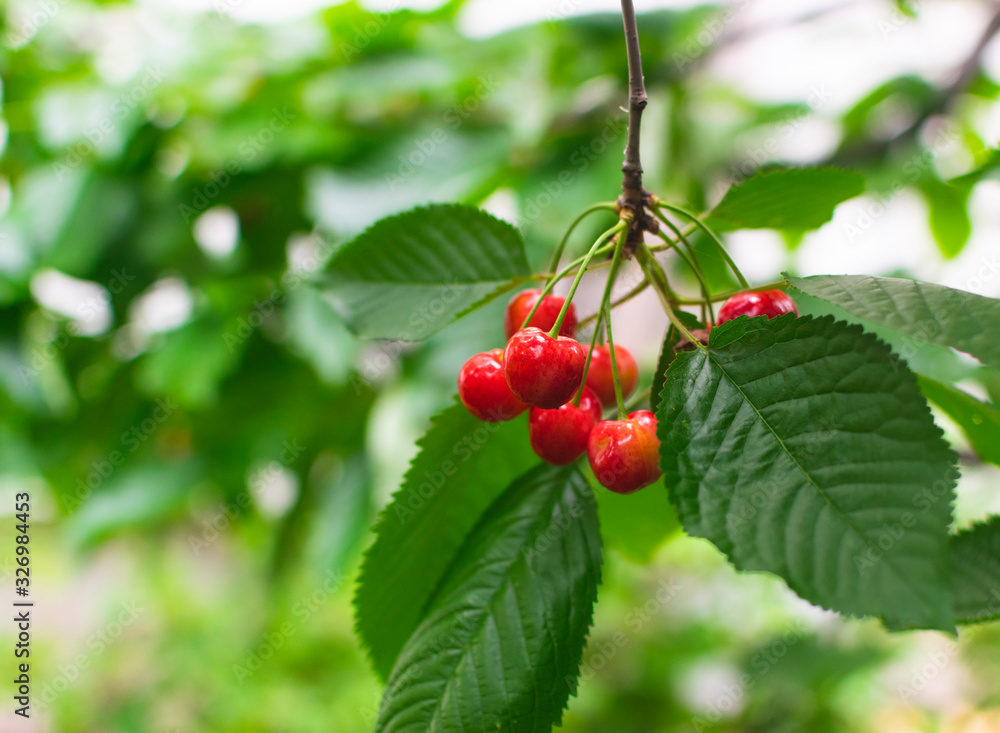Delicious and juicy cherries on branch Delicious and juicy cherries on branch
