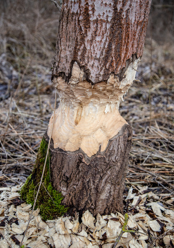 A close-up shot of a large tree trunk with bark picked off by beavers in the forest. Splinters and sawdust around the tree. Nature