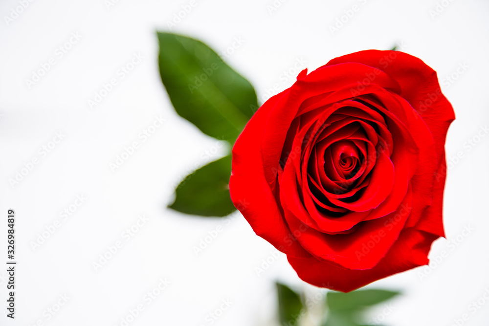 Red rose and petals covered with water drops on a white background with drops of space for text. Postcard Red rose and petals covered with water drops on a white background with drops of space for text. Postcard