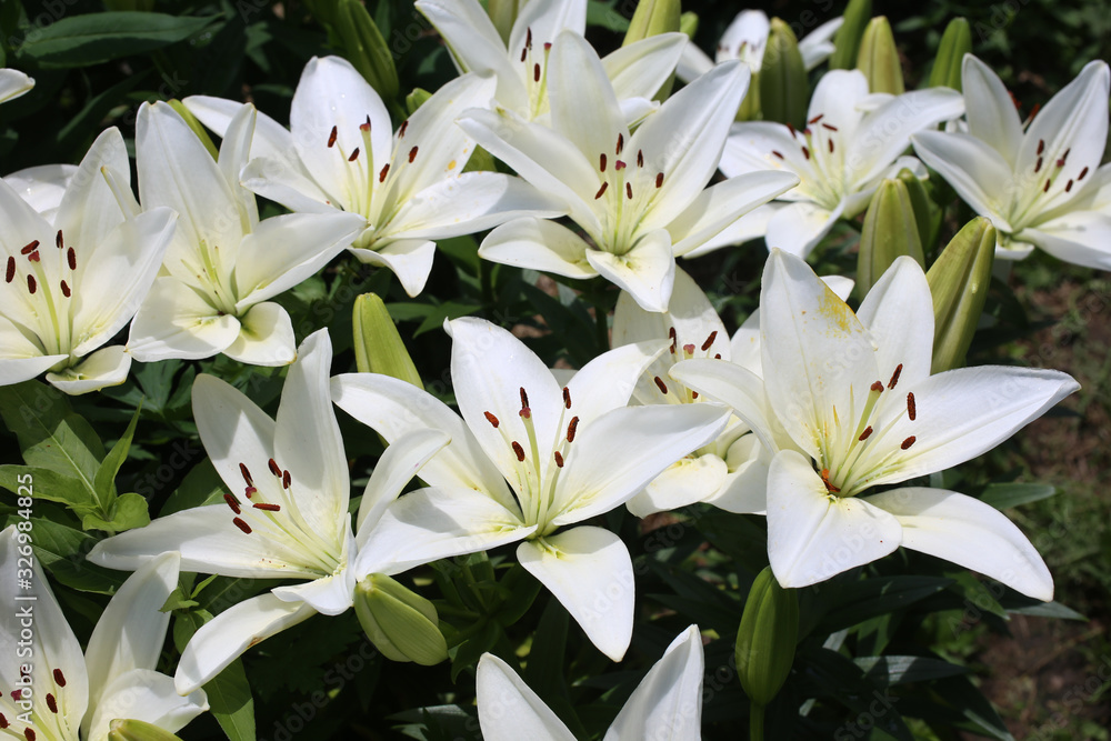 Fototapeta premium Growing white lilies
