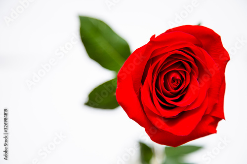 Red rose and petals covered with water drops on a white background with drops of space for text. Postcard