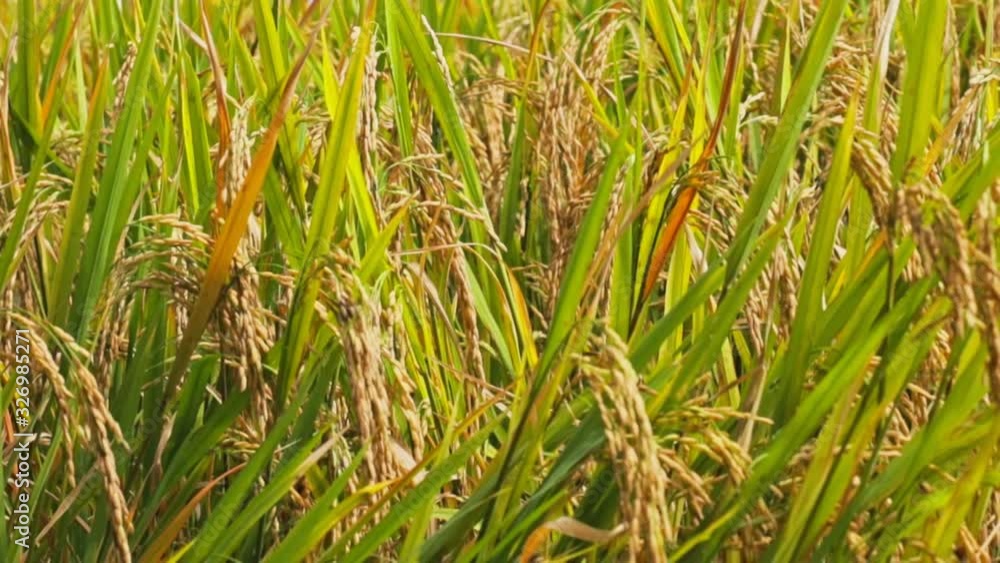 Agriculture gold rice field at contryside. farm, growth and agriculture concept. Agriculture gold rice field at contryside. farm, growth and agriculture concept.