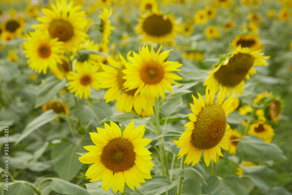 A blooming sunflower