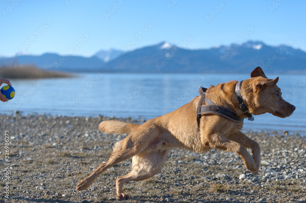 Fuchsroter Labrador Retriever rennt zum Apportieren in den Chiemsee
