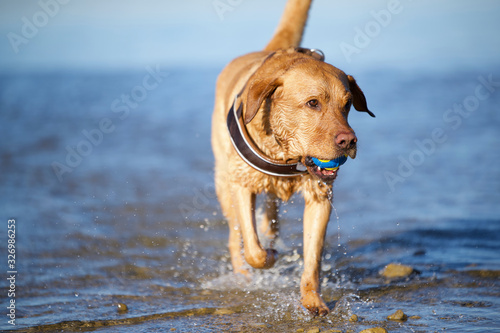 Fuchsroter Labrador Retriever apportiert einen Ball aus dem Wasser