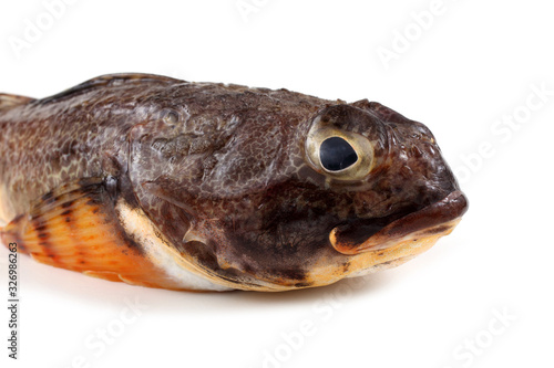 Goby fish isolated on white