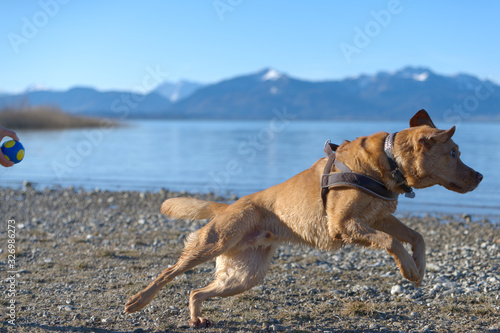 Fuchsroter Labrador Retriever rennt zum Apportieren in den Chiemsee
