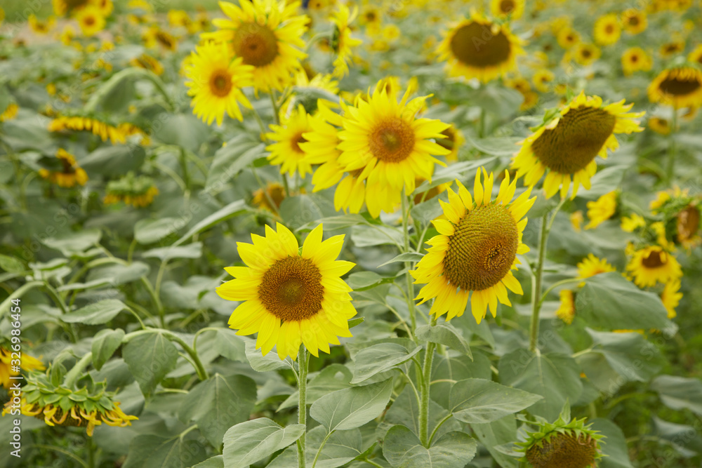 A blooming sunflower A blooming sunflower