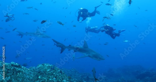 Galapagos and silvertip sharks, Revillagigedo islands, Mexico. photo