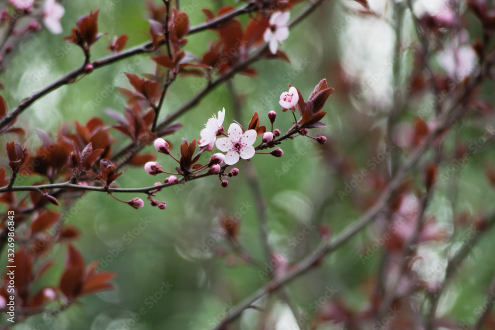 Pink cherry plum blossom, purple-leaf tree, Prunus cerasifera nigra, detail, branch, blossoms, tree, Turkish cherry, wild plum-tree, wild plums flower at full bloom in spring in a beautiful sunny day Pink cherry plum blossom, purple-leaf tree, Prunus cerasifera nigra, detail, branch, blossoms, tree, Turkish cherry, wild plum-tree, wild plums flower at full bloom in spring in a beautiful sunny day