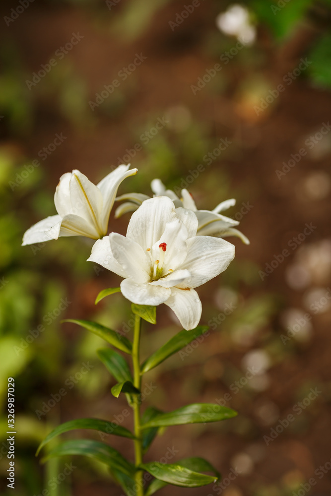 White lilies blossomed in the spring garden on Women's Day White lilies blossomed in the spring garden on Women's Day