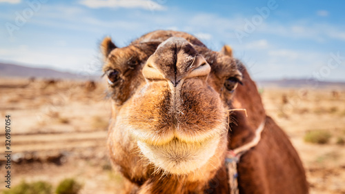 Canvas Print Dromedary camel in Sahara desert