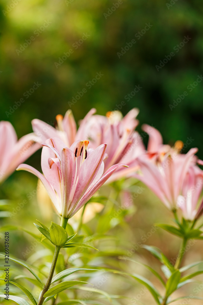 Pink lilies blossomed in the spring garden on Women's Day