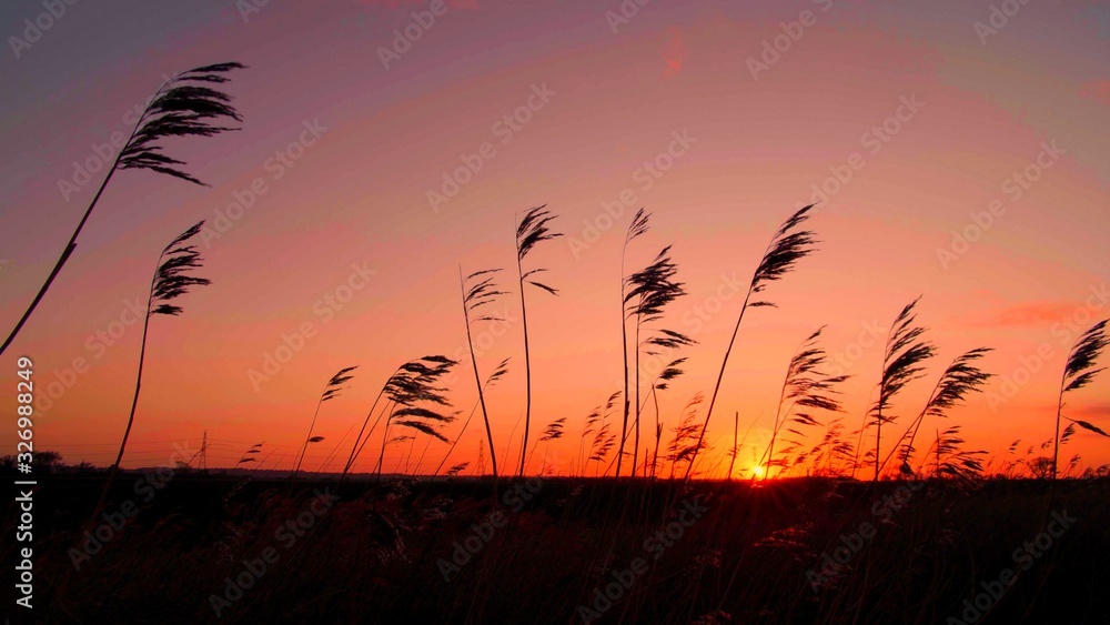 Des herbes sauvages dans le vent pendant un coucher de soleil