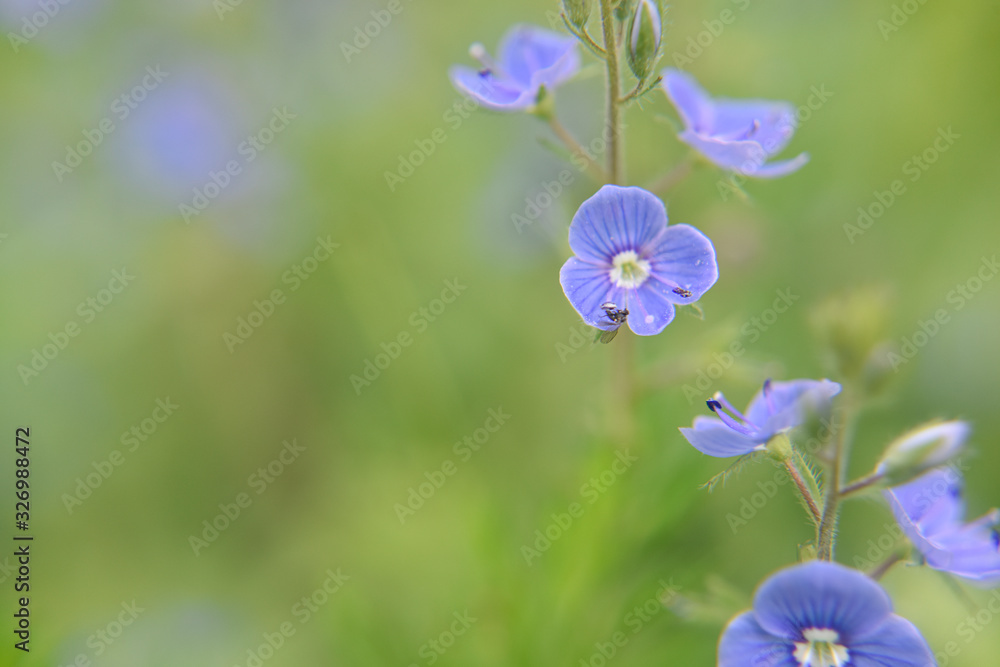 Close look at the spring flower during the blooming season Close look at the spring flower during the blooming season
