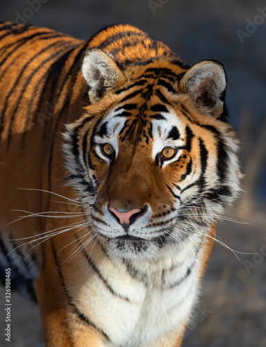Siberian Tiger  Panthera tigris altaica  portrait