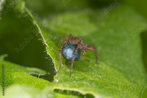  Close-up portrait of spider. Arachnophobia concept.
